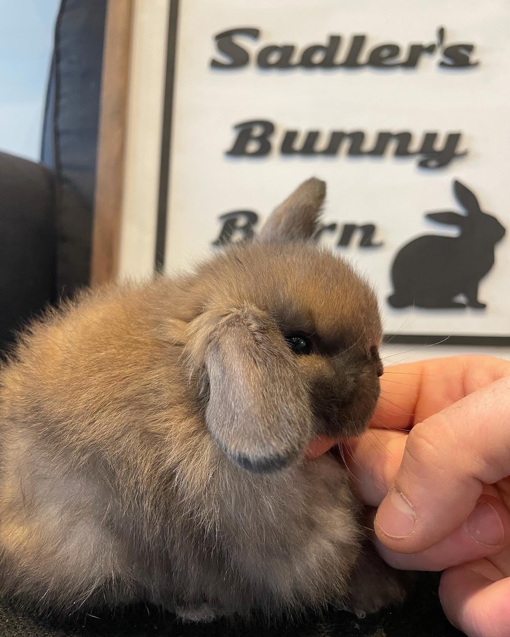 Sadlers Bunny Barn | 70 Honey Bend, Central Elgin, ON N5R 0H7, Canada | Phone: (226) 236-0305