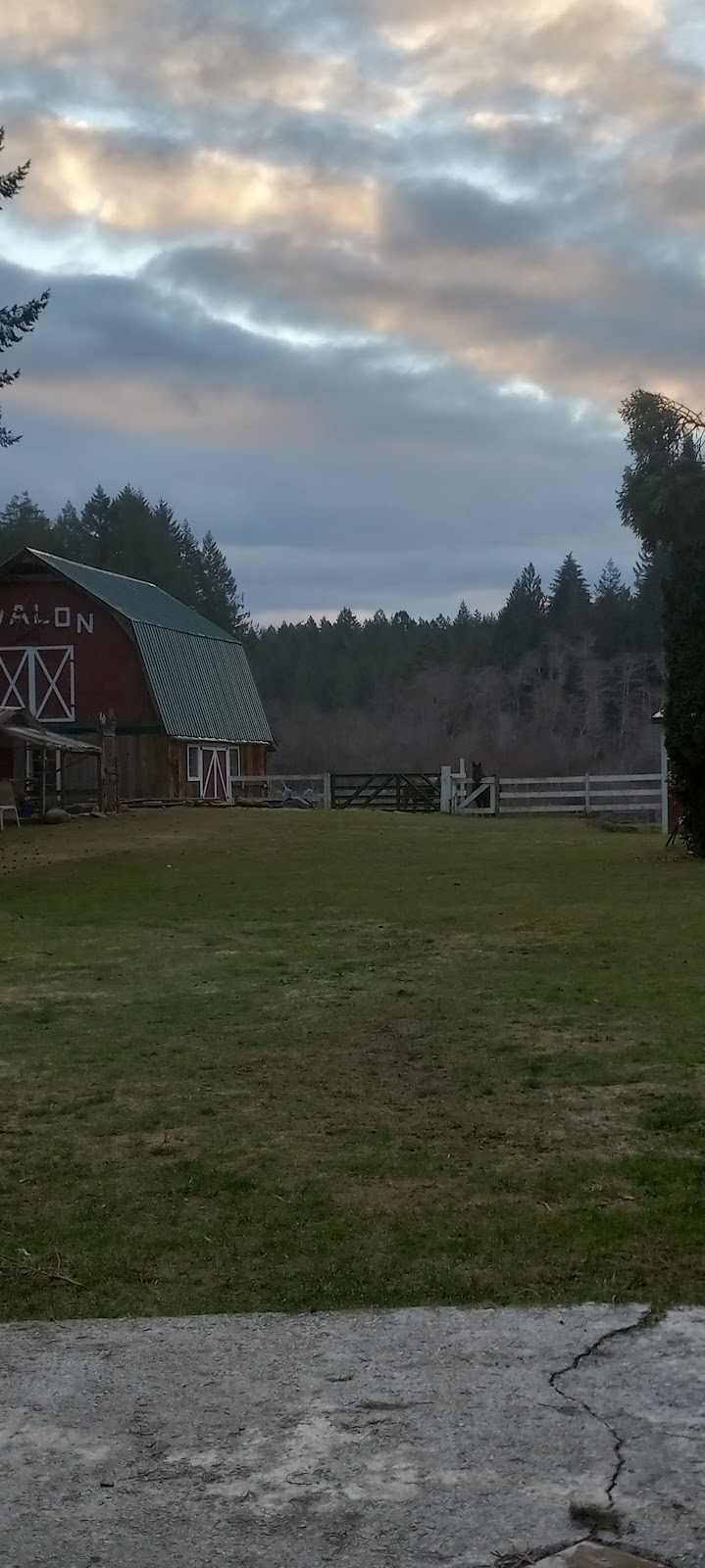 Avalon Blueberry Farm | 8286 Faber Rd, Port Alberni, BC V9Y 9B4, Canada | Phone: (250) 724-6821