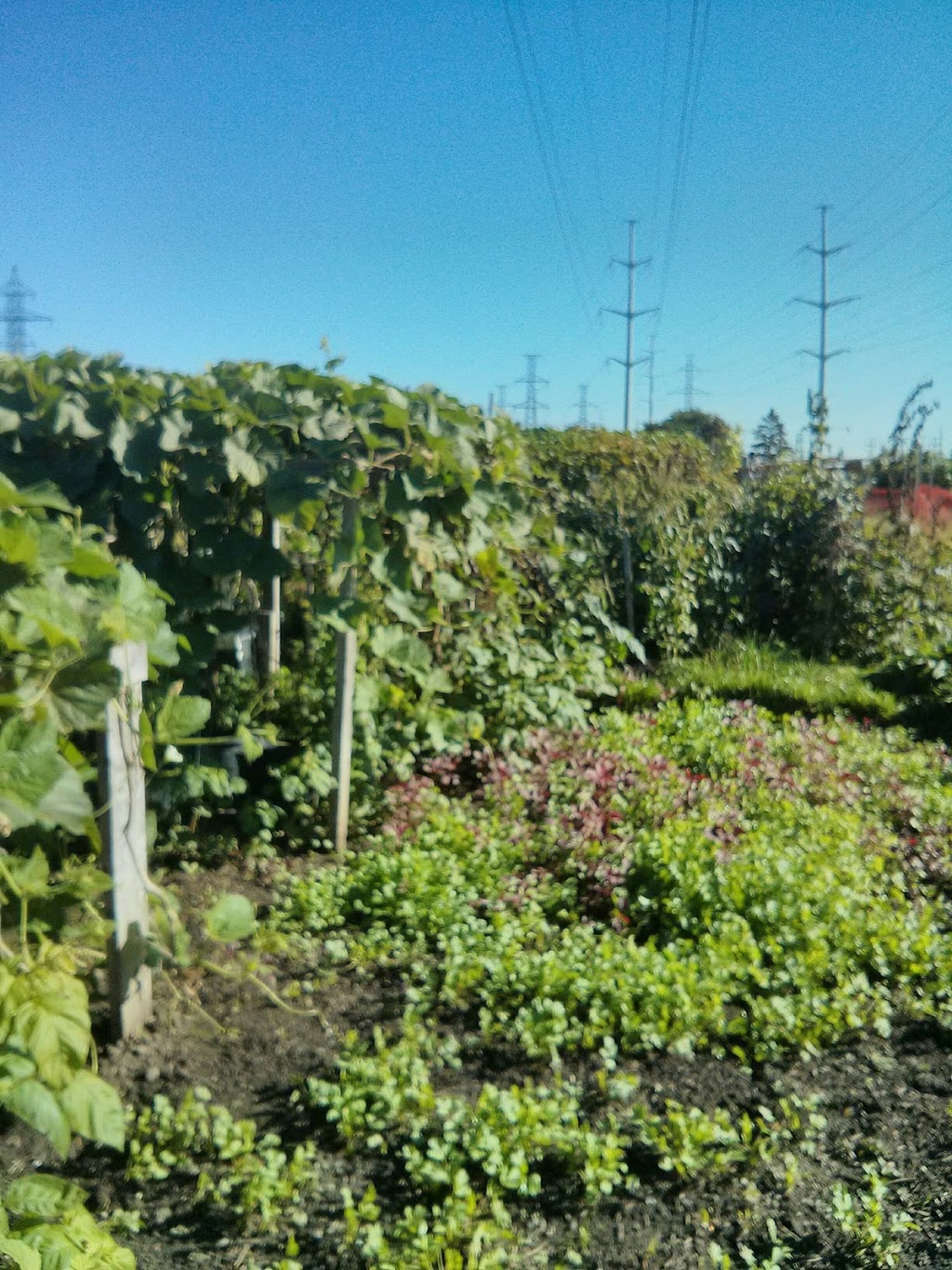 Givendale Allotment Gardens | 1 Givendale Rd, Toronto, ON M1P, Canada | Phone: (416) 392-8188