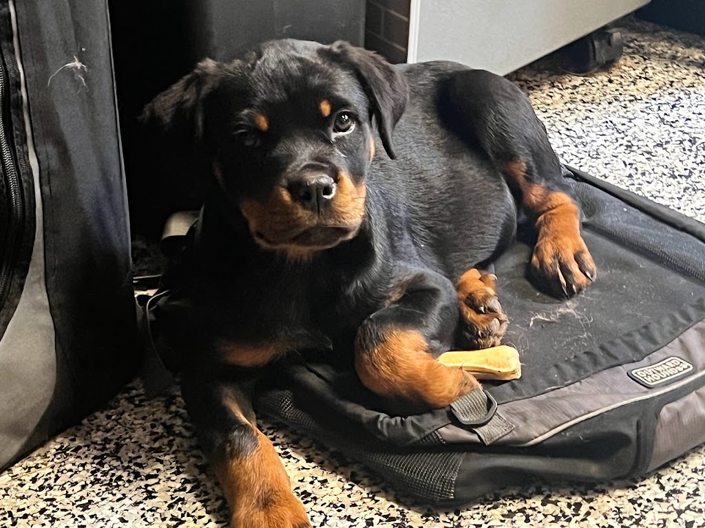 Rottweiler Vom Meer | 305 Mnt du Ruisseau Norton, Sainte-Clotilde-de-Châteauguay, QC J0L 1W0, Canada | Phone: (514) 775-4592