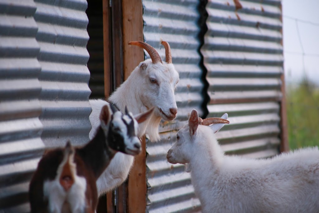 Emerald Isle Goat Creamery and Artisan Cheeses | 1231 Trans-Canada Hwy RR#1, Belle River, PE C0A 1B0, Canada | Phone: (902) 962-3497