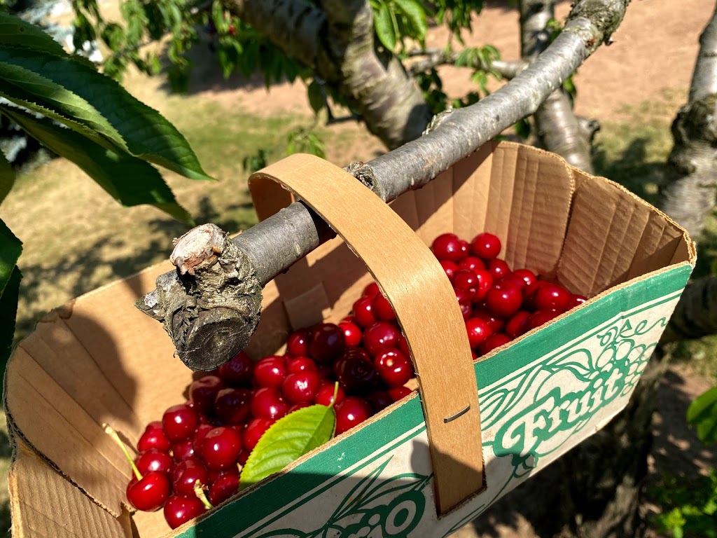 Fratric Orchard - Pick your own cherries | 162 Cokers Ln, Stoney Creek, ON L8E 5K8, Canada | Phone: (905) 643-3135