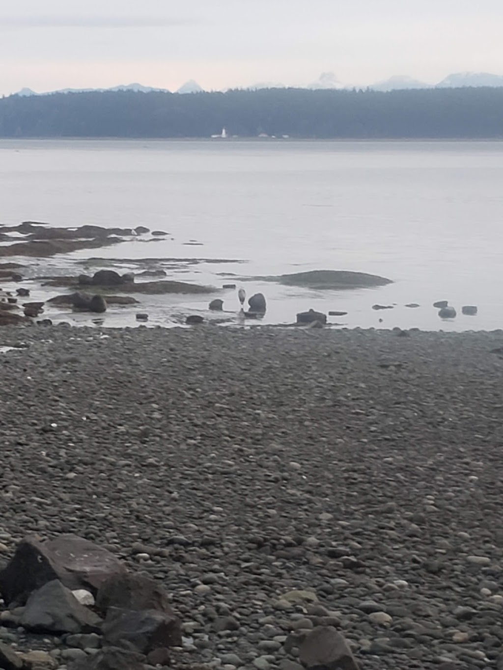 Seaside Cottage | 2371 S Island Hwy, Campbell River, BC V9W 1C4, Canada | Phone: (866) 663-1800