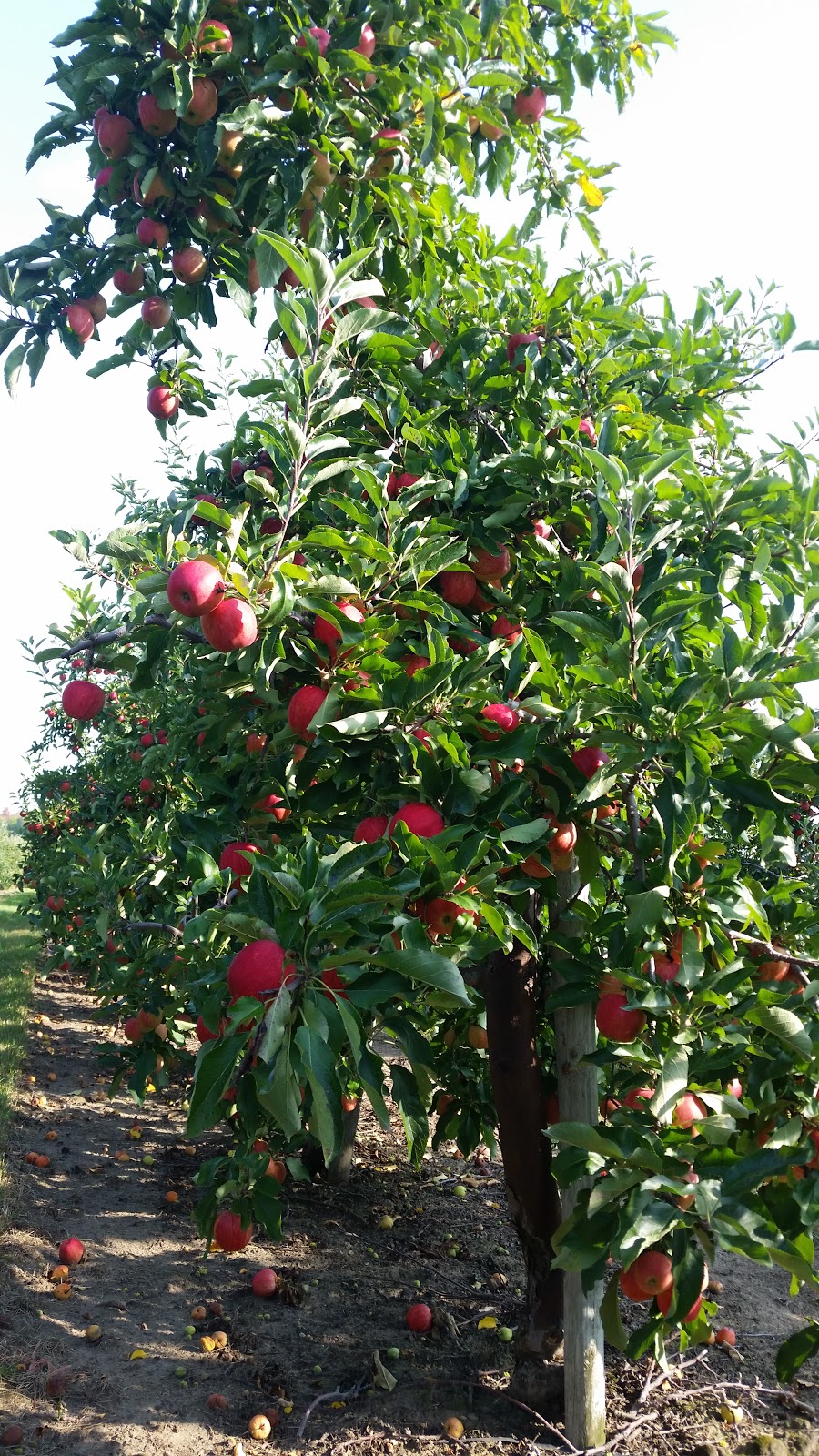 Lankhuijzen Farms | 52396 Vienna Line, Aylmer, ON N5H 2R2, Canada | Phone: (519) 765-1561