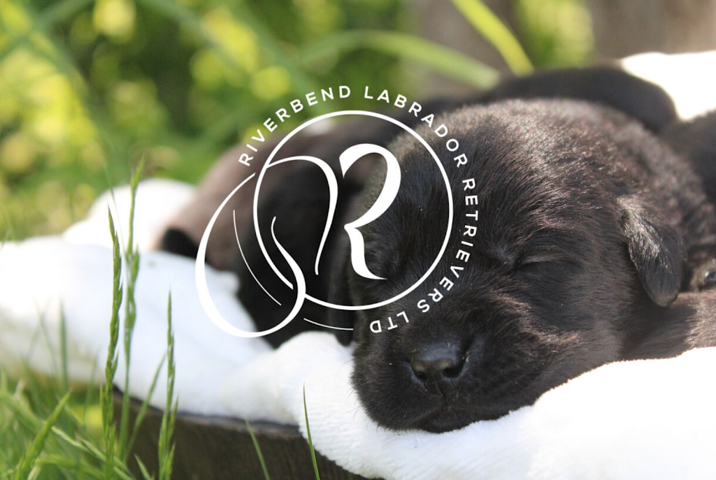 Riverbend Labrador Retrievers Ltd. | 2093 HWY 245, North Grant, NS B2G 2L1, Canada | Phone: (902) 318-4261