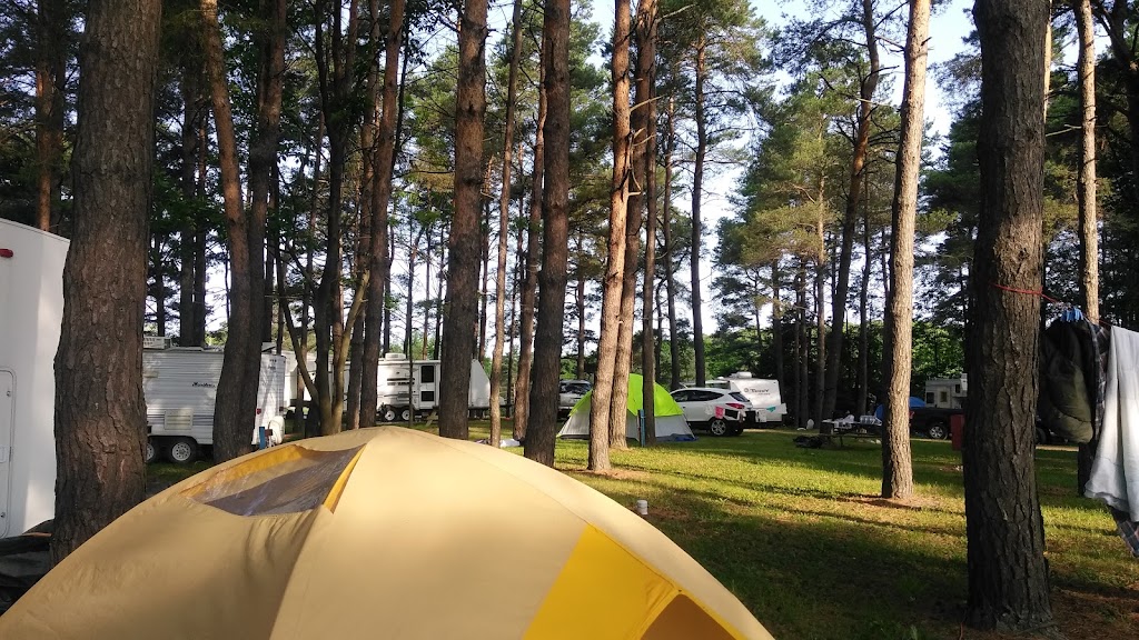 Pine Tree Leisure Camping | 2863 Bruce County Rd 15, Tiverton, ON N0G 2T0, Canada | Phone: (519) 832-5183