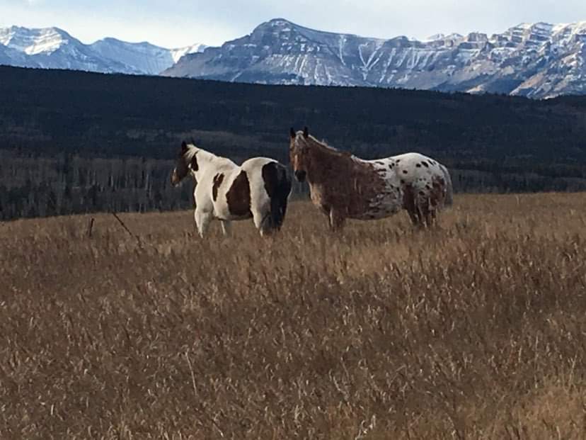 Saddle Peak Trail Rides | Alberta T0L 1N0, Canada | Phone: (403) 922-7430