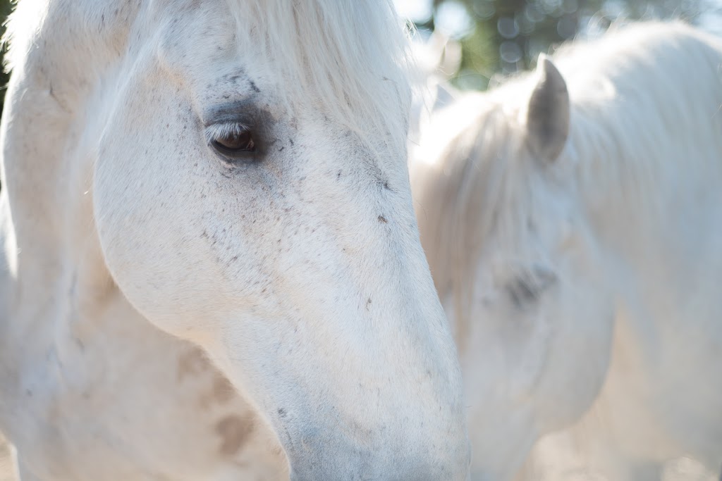 Horse Wisdom Farm | 6924 W Saanich Rd, Brentwood Bay, BC V8M 1G8, Canada | Phone: (250) 208-4874