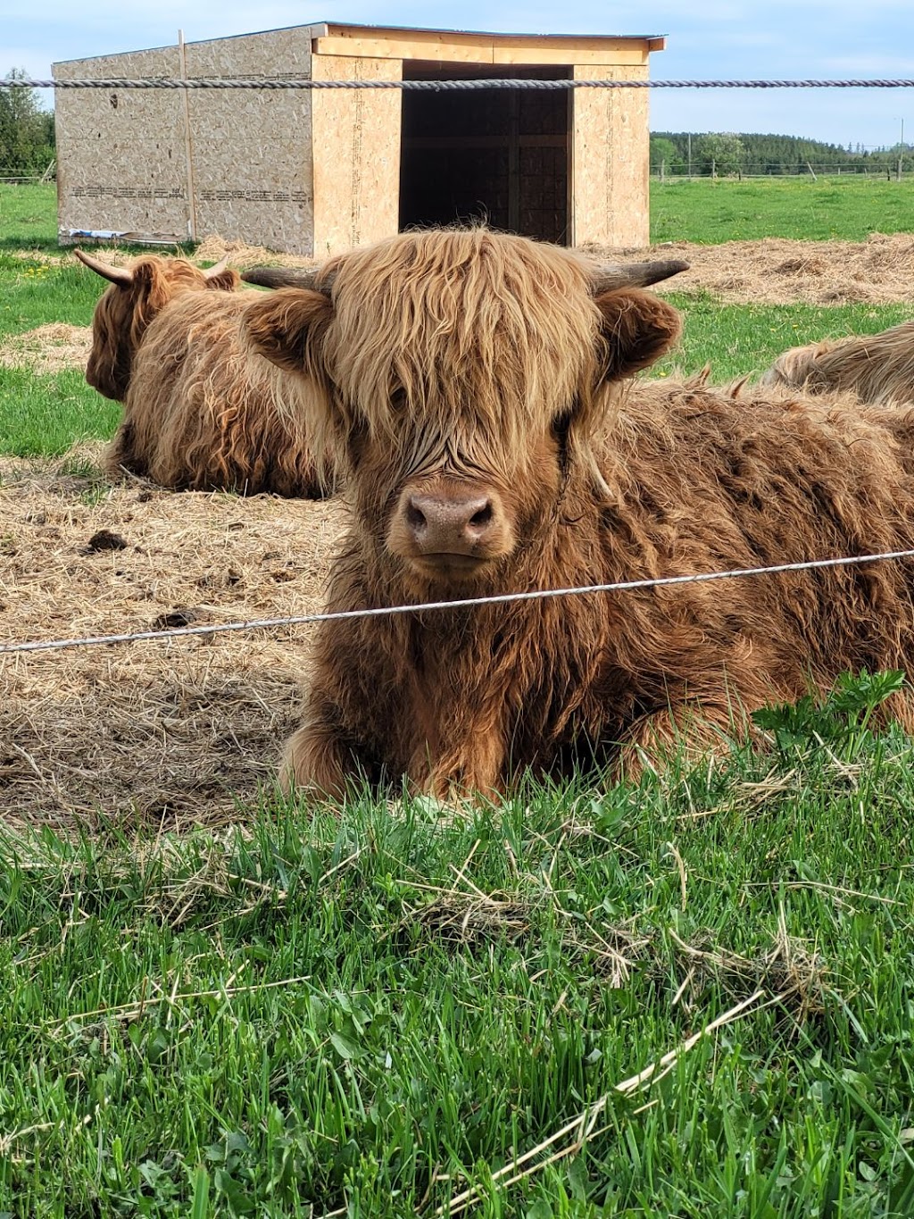 Serenity Lane Animal Sanctuary | 2556 N Asphodel 5th Line, Norwood, ON K0L 2V0, Canada | Phone: (905) 442-4632