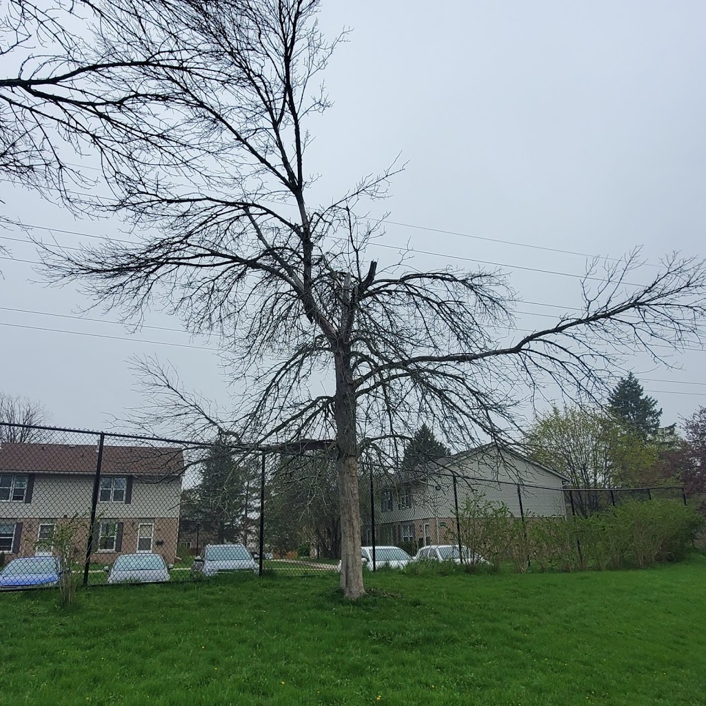 MNAS Tree Service | 61 Lowell St N, Cambridge, ON N1R 5E2, Canada | Phone: (226) 600-8725