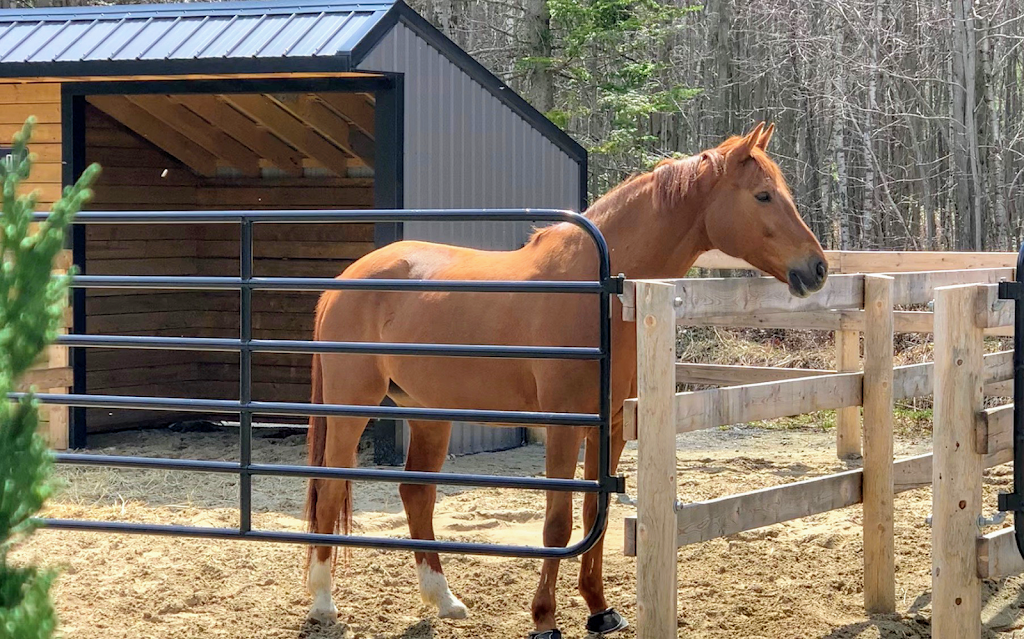 Écuries Mi Casa Stables | 1285 Chemin St Roch, Terrebonne, QC J6Y 1B4, Canada | Phone: (514) 473-2536