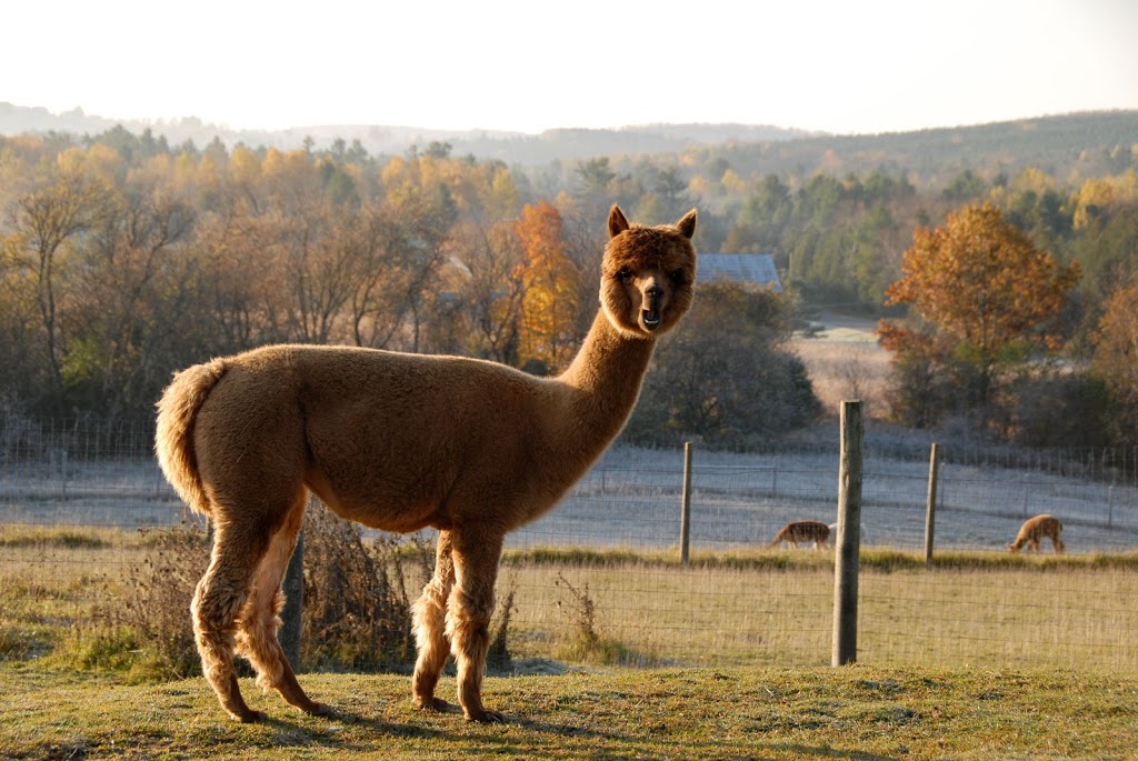 Great Canadian Alpaca Ranch | 223 Milgate Rd, Grafton, ON K0K 2G0, Canada | Phone: (905) 349-3722