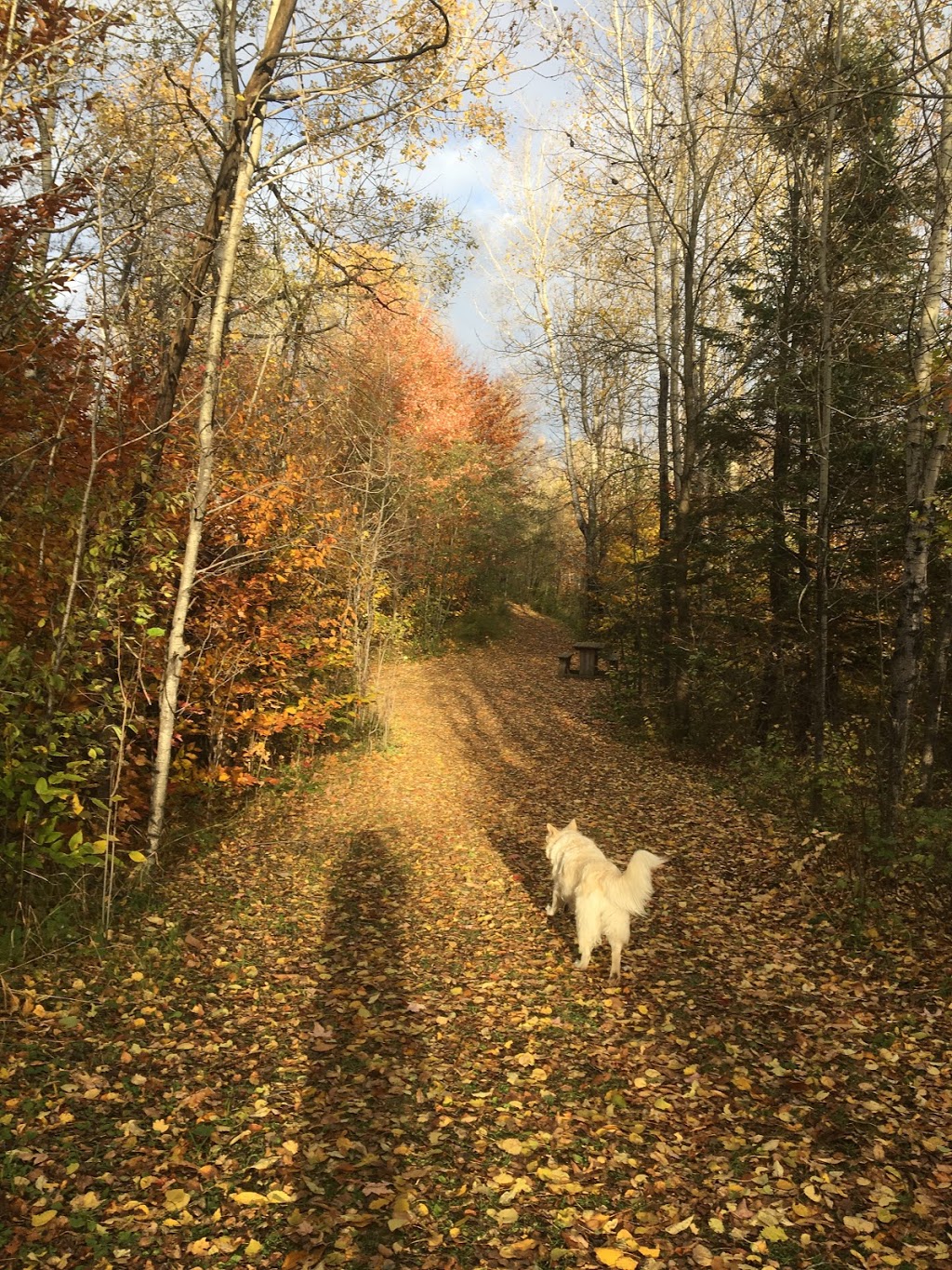 Parc de la Coulée | Rue du Clos Toumalin, Prévost, QC J0R 1T0, Canada