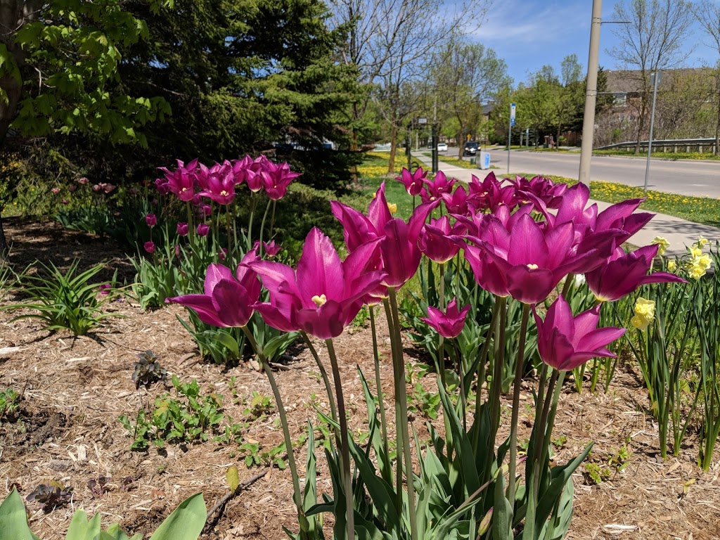 Aurora Community Arboretum | Aurora, ON L4G 7H4, Canada