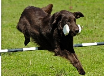 Due North Dog Training | 3347 Lakefield Rd, Lakefield, ON K0L 2H0, Canada | Phone: (705) 652-0682