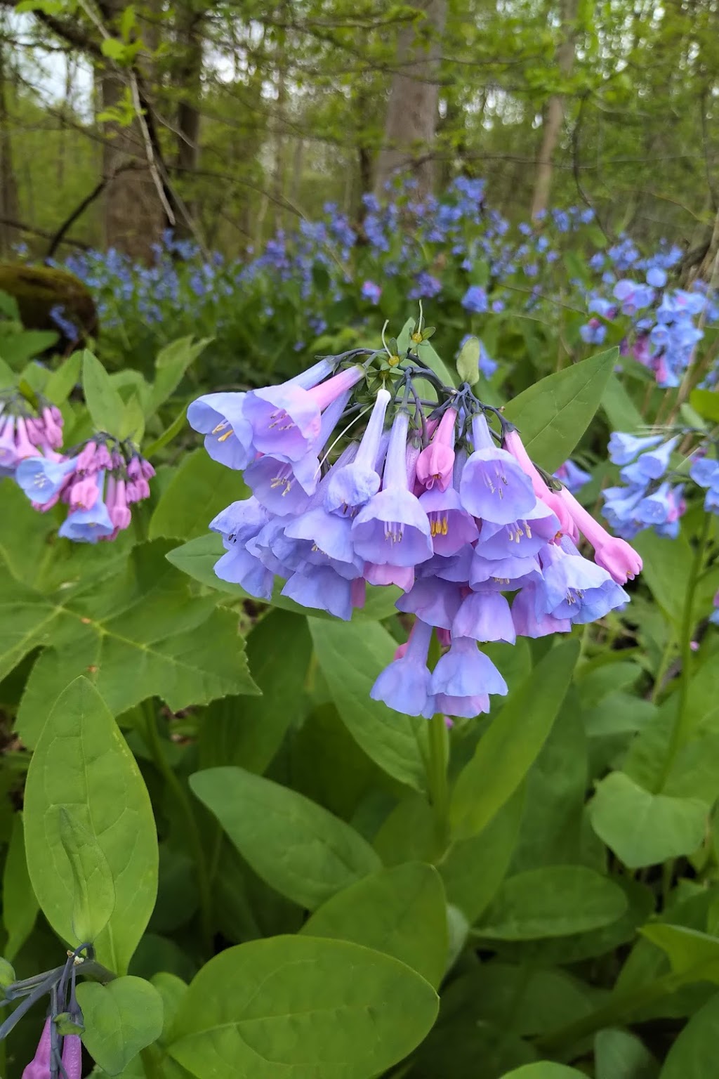 Sydenham River Nature Reserve | 2740 Buttonwood Dr, Glencoe, ON N0L 1M0, Canada | Phone: (800) 440-2366