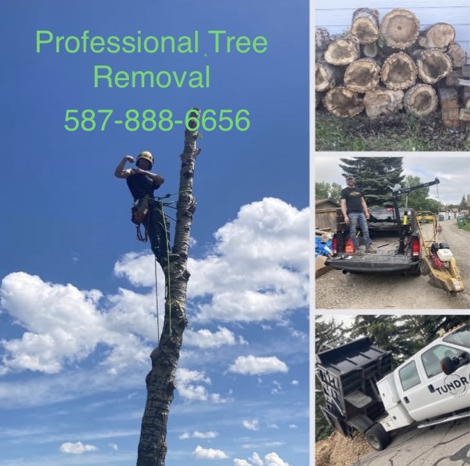 Tundra Tree Care | 1055 72 Ave NW, Calgary, AB T2K 5S4, Canada | Phone: (587) 888-6656