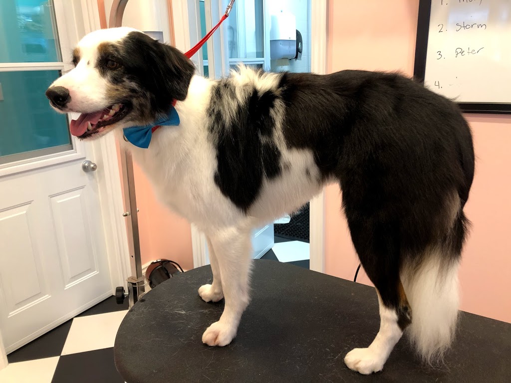 Doggie DTail Grooming | 3866 Highland Dr, Ridgeway, ON L0S 1N0, Canada | Phone: (905) 894-8743