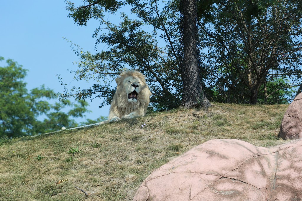 Lion Exhibit | 2000 Meadowvale Rd, Scarborough, ON M1B 5K7, Canada | Phone: (416) 392-5929