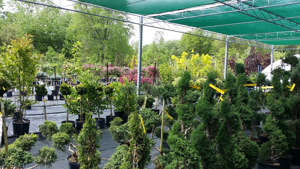 BLUE STAR NURSERY LTD. | 5056 Malden Rd, Windsor, ON N9E 3T9, Canada | Phone: (519) 966-5673