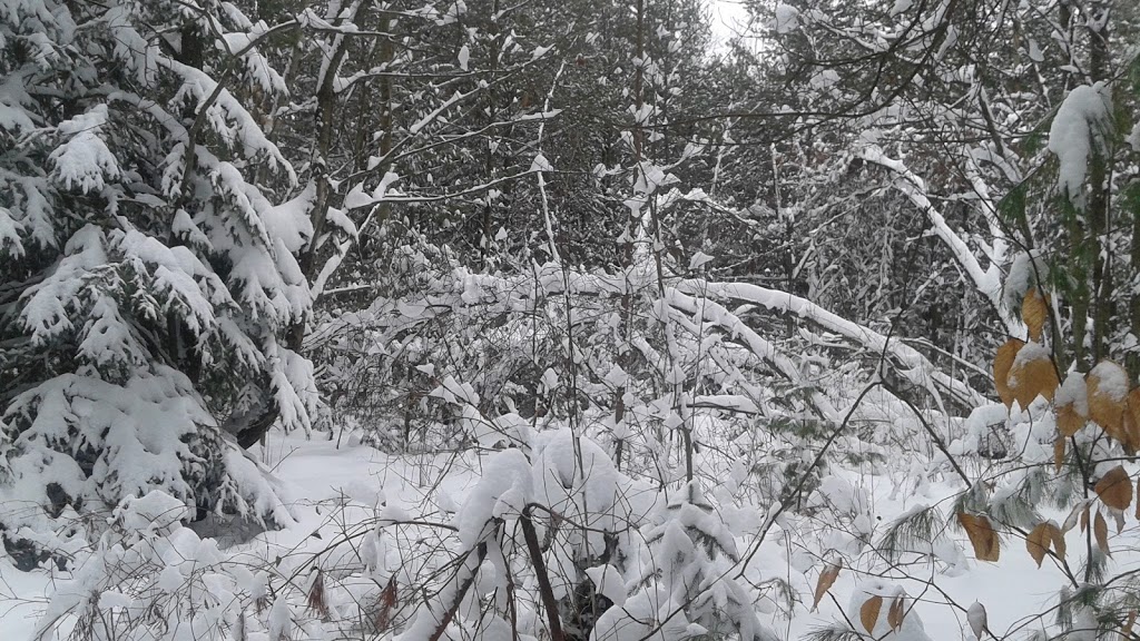 simcoe county forests Patterson tract | Orangeville Caledon Townline, Orangeville, ON L0N, Canada