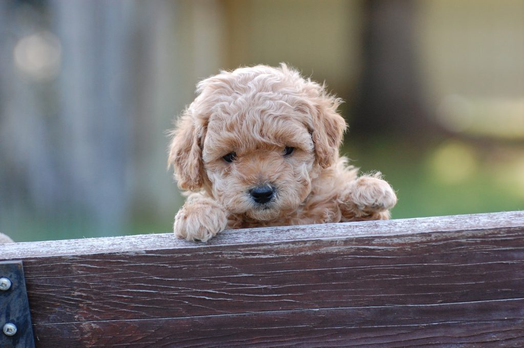 Canadoodle Australian Labradoodles | 2235 Carson Rd, Grand Forks, BC V0H 1H4, Canada | Phone: (250) 442-2957