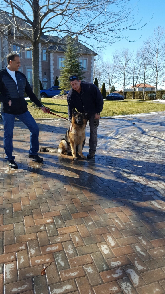 RadioPet Hidden Dog Fencing | 45 McLeod Dr, Aurora, ON L4G 5E9, Canada | Phone: (705) 720-4222