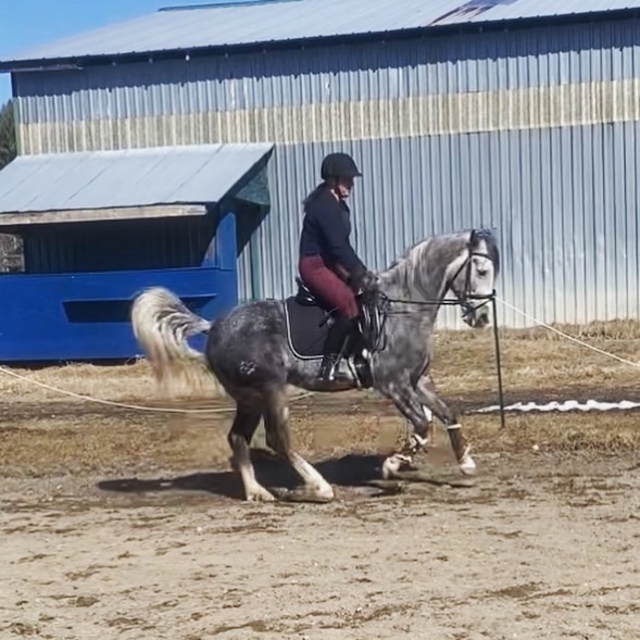 Ever After Equestrian Services | 15 Woodcock Rd, Massey, ON P0P 1P0, Canada | Phone: (289) 260-9048