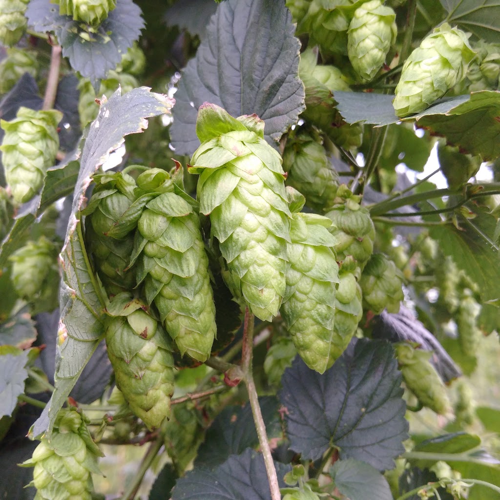 The Tavistock Hop Company | Perth County Line 26, Perth East, ON N0B 2R0, Canada | Phone: (519) 502-2943