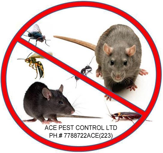 Ace Pest Control Ltd | 17800 59A Ave, Surrey, BC V3S 1R1, Canada | Phone: (778) 872-2223