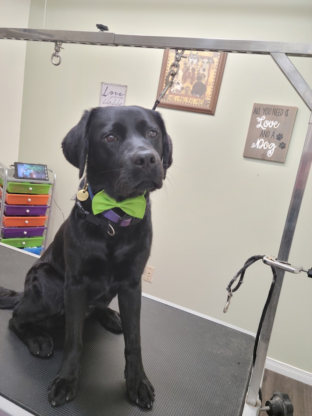 Barks and Bubbles Grooming | 2698 Rue Simpson, Saint-Lazare, QC J7T 2A1, Canada | Phone: (514) 865-7445