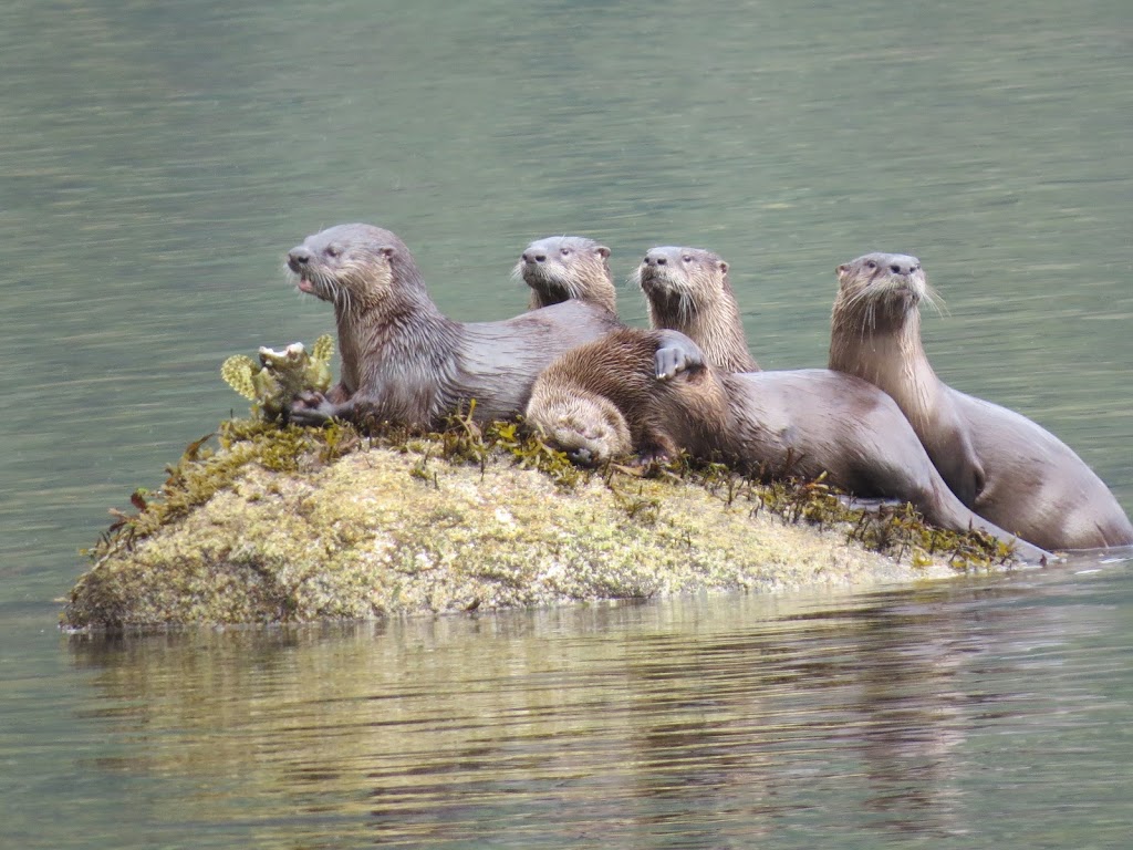 Coastal Inlet Adventures | 2678 Weldwood Rd, Powell River, BC V8A 0L4, Canada | Phone: (604) 487-0682