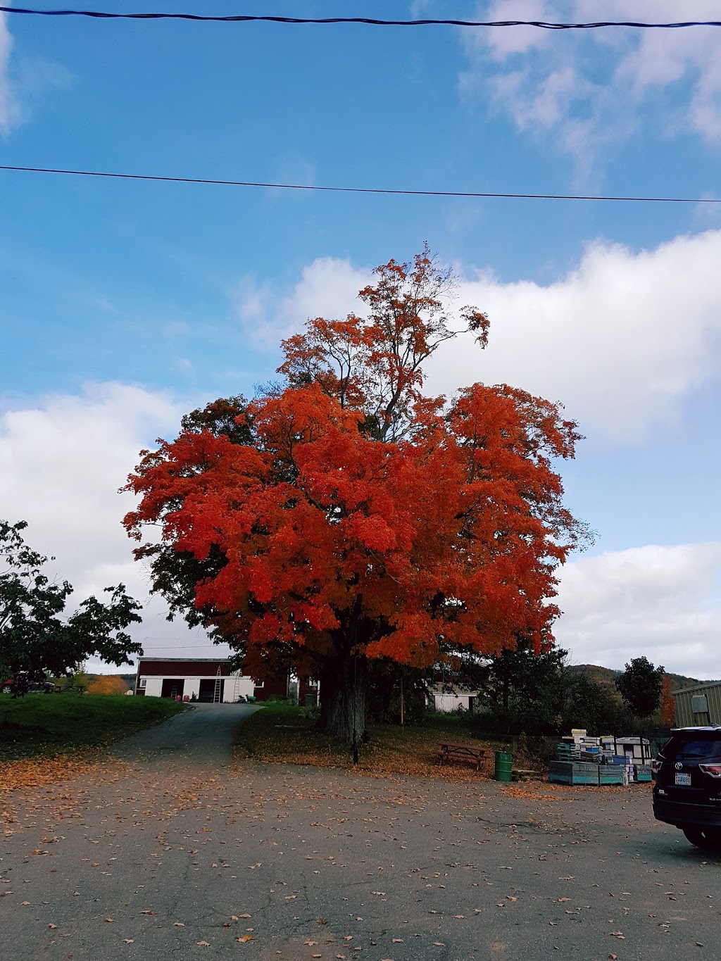 Foote Family Farm | 1972 Woodville Rd, Cambridge, NS B0P 1G0, Canada | Phone: (902) 678-4371