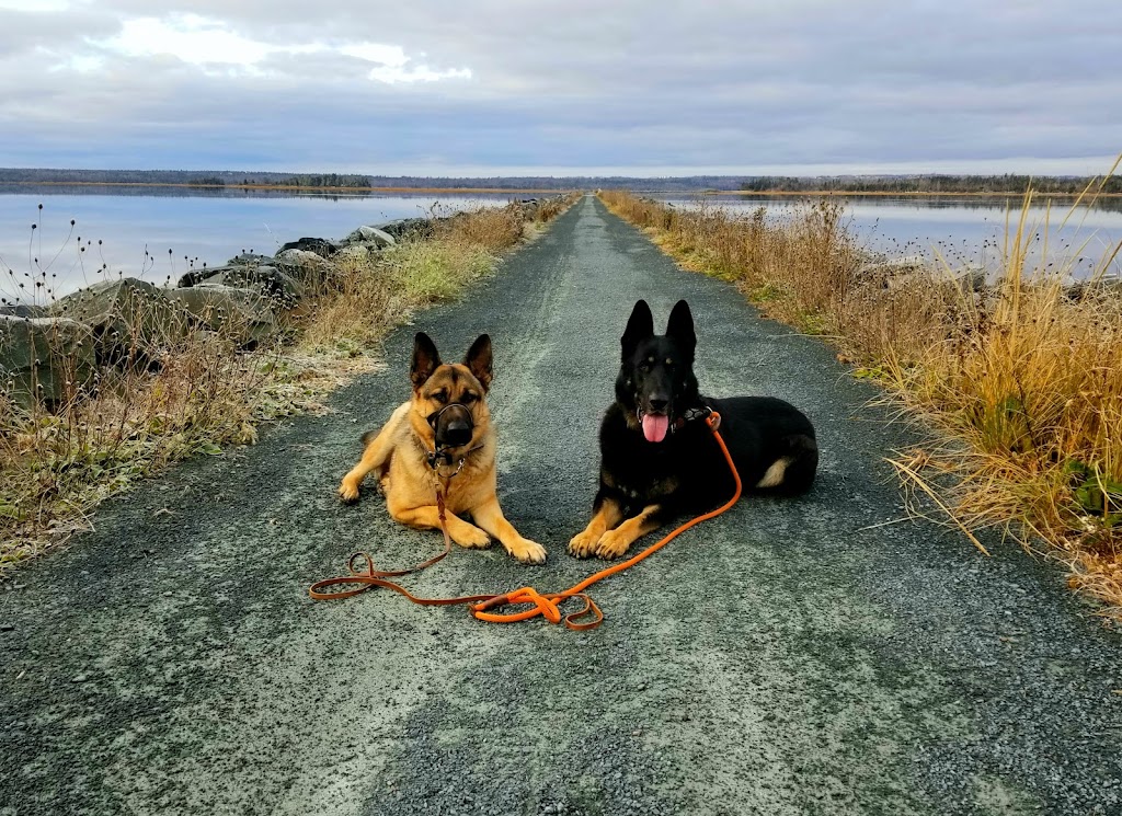 Wyndenfog Kennels | 7149 NS-207, Head of Chezzetcook, NS B0J 1N0, Canada | Phone: (902) 222-5134