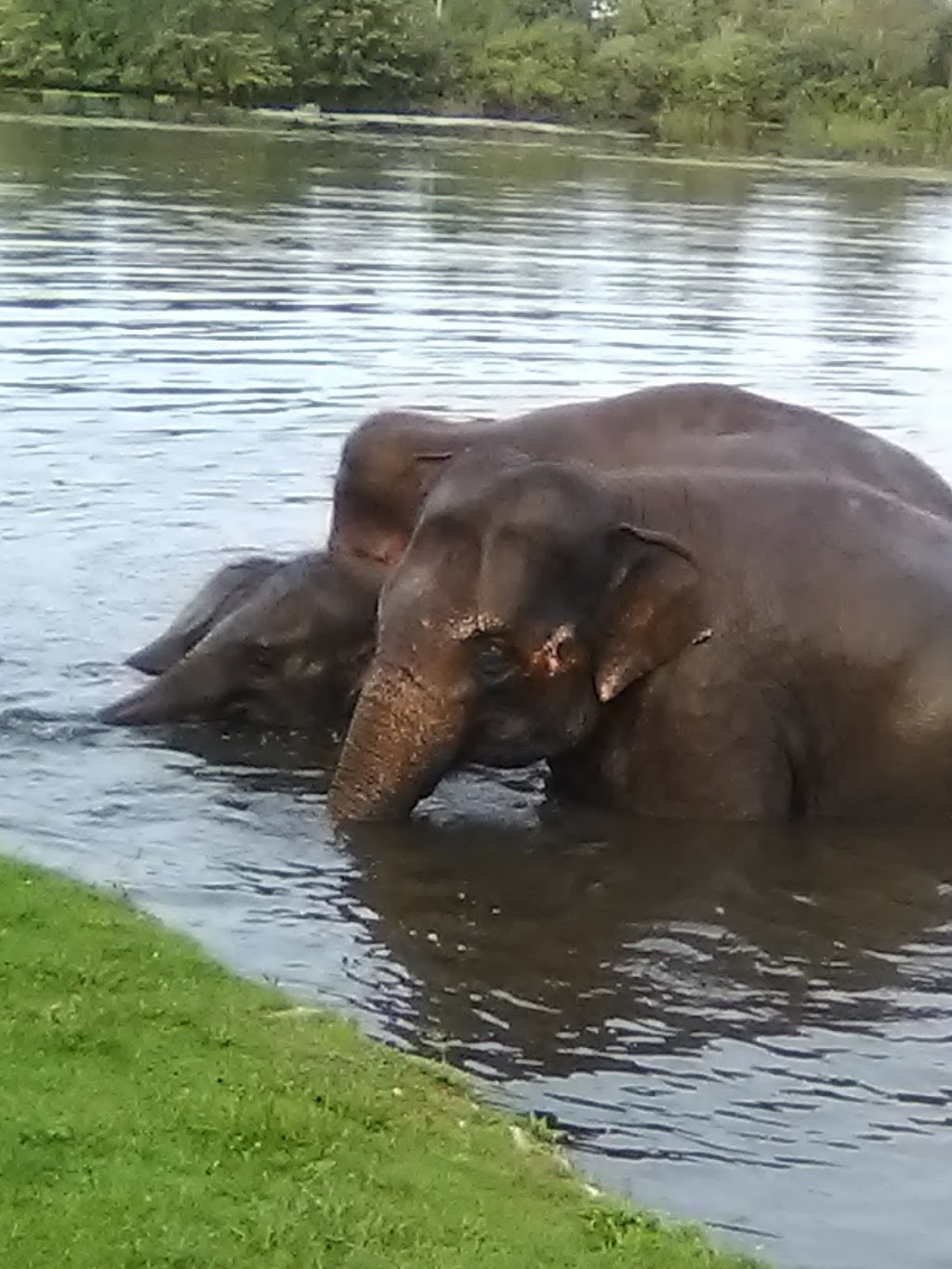 Elephant Swim | Flamborough, Hamilton, ON N1R 5S2, Canada