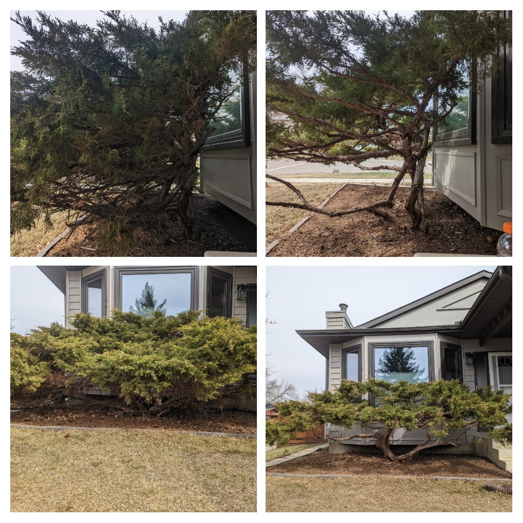 Turning Leaf Tree Service - Calgary Arborists | Box 43173 Deer Valley, Calgary, AB T2J 7A7, Canada | Phone: (403) 369-0043