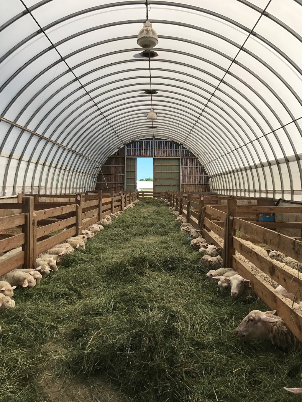 Ferme Agneaux des champs | 201 Rang du Bas lAchigan, LÉpiphanie, QC J5X 2N6, Canada | Phone: (450) 365-6904