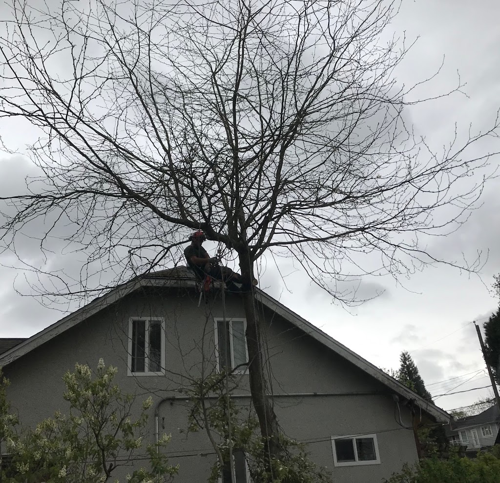 The Crooked Tree Arborist | 11910 57 St NW, Edmonton, AB T8A 1Z2, Canada | Phone: (780) 993-6239