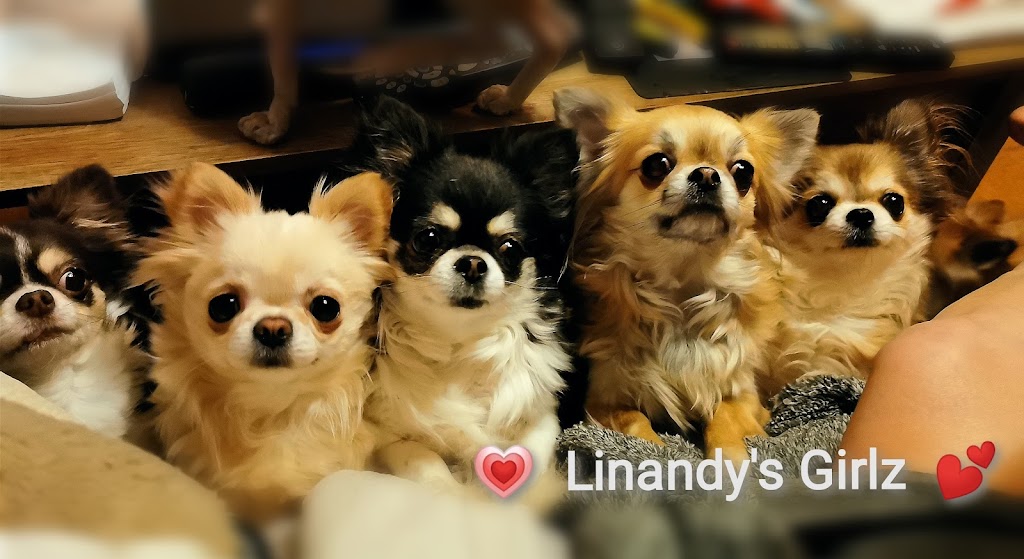 Élevage Linandy Yorkshire Terriers & Chihuahuas | 838 2e Rang, Sainte-Clotilde-de-Châteauguay, QC J0L 1W0, Canada | Phone: (514) 212-8627