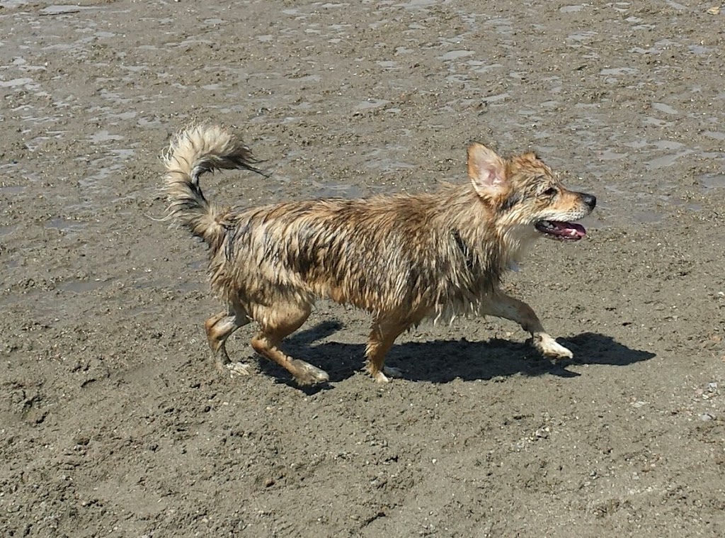 Maple Ridge Dyke Dog Park | 3080 Trans Canada Trail, Maple Ridge, BC V4R 2R9, Canada