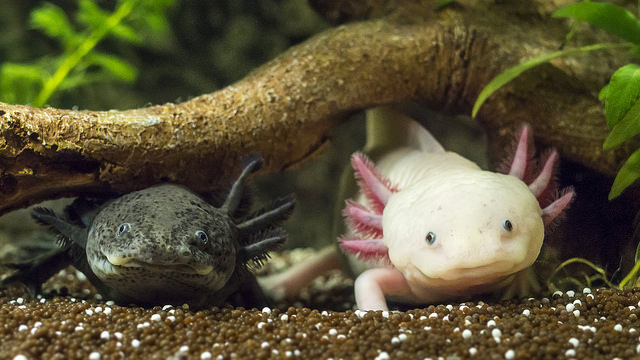 I Axolotl | 35 LILE-PERROT, LÎle-Perrot, QC J7V 9N2, Canada | Phone: (438) 390-4989