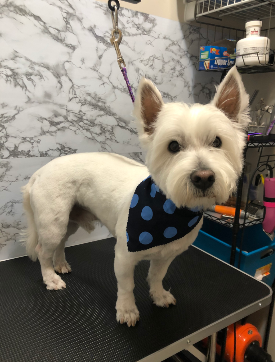 Freshly Dunn Pet Grooming | 417 Drinkwater Dr, Orillia, ON L3V 6T7, Canada | Phone: (403) 981-3866