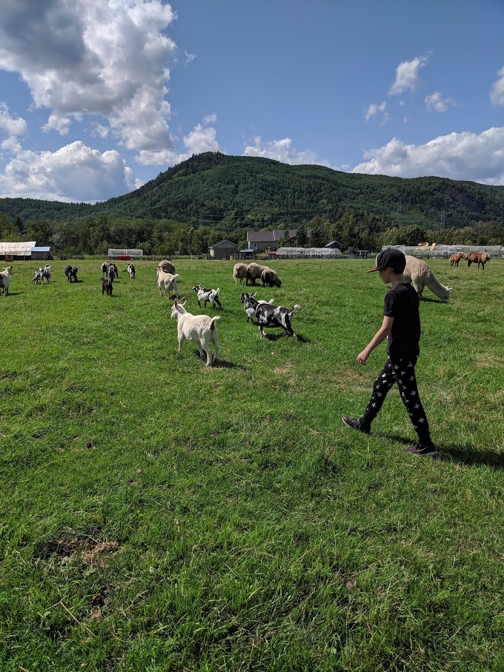 Ferme Marie-Noëlle Beaulieu | 674 Chemin St Laurent, Baie-Saint-Paul, QC G3Z 2L7, Canada | Phone: (418) 435-8931