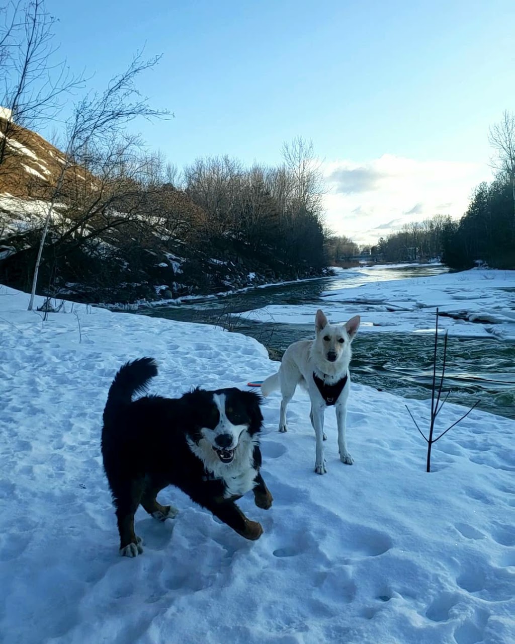 Canadian Pet Connection | 278 Cook St Unit 8, Meaford, ON N4L 1H4, Canada | Phone: (844) 799-7387