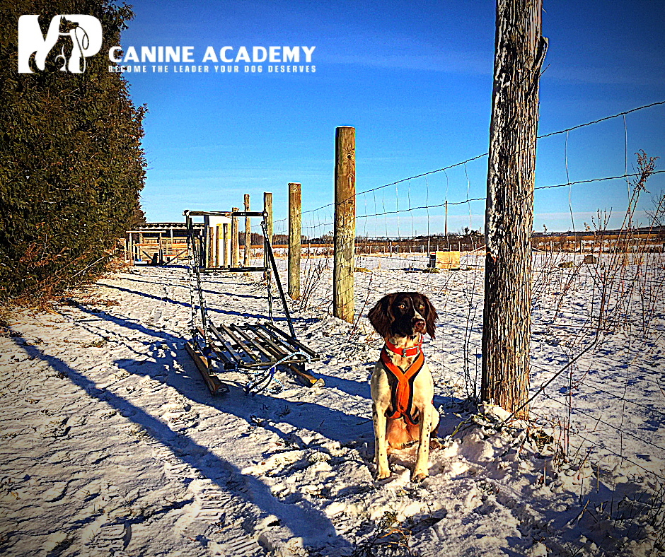 MP Canine Academy | 1940 Concession 2 Thorah, Woodville, ON K0M 2T0, Canada | Phone: (613) 334-2893