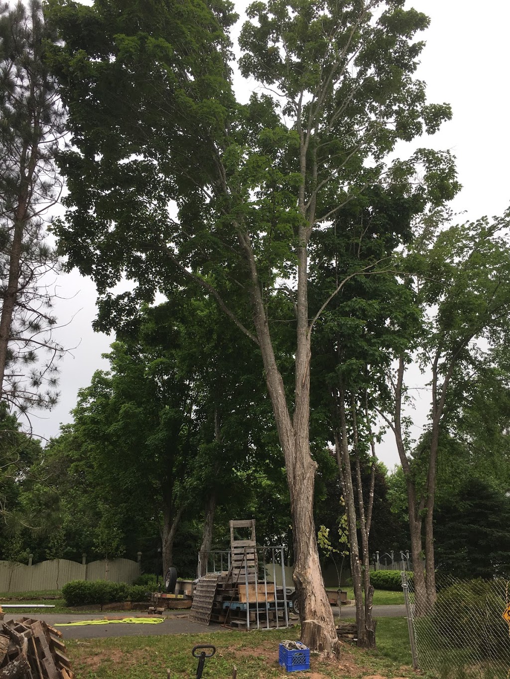 Silvacare Tree Service | 2481 Wyvern Rd, River Philip, NS B0M 1V0, Canada | Phone: (902) 906-5408