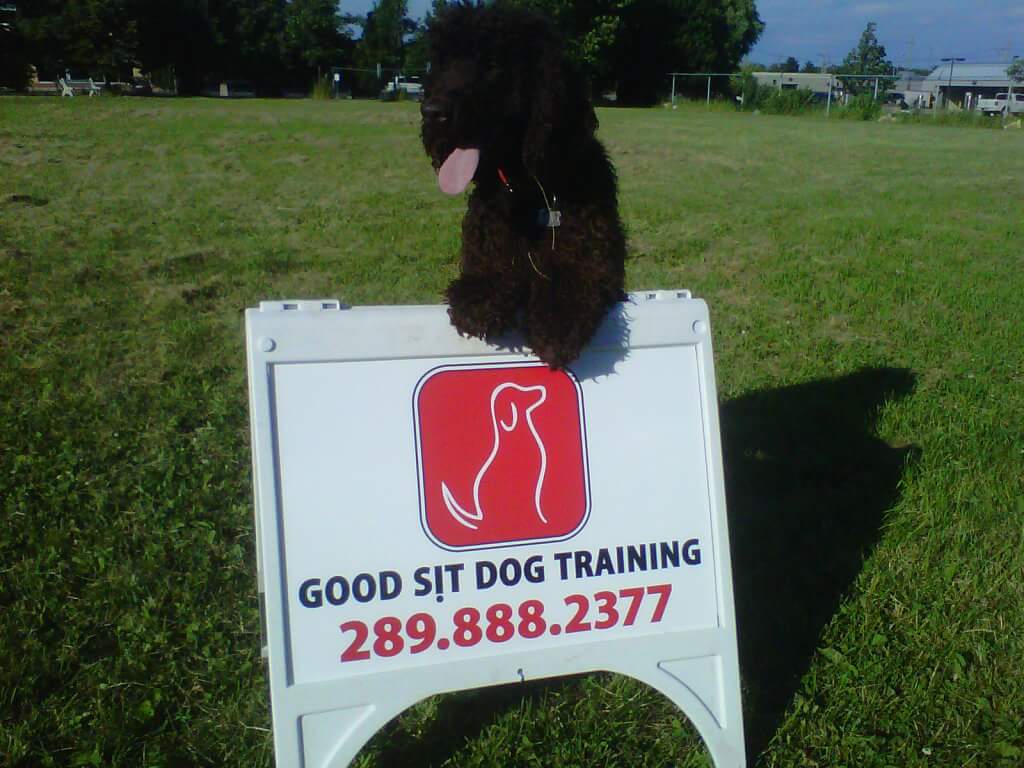 GOODSIT Dog Training | 511 Warminster Dr, Oakville, ON L6L 4N6, Canada | Phone: (289) 888-2377