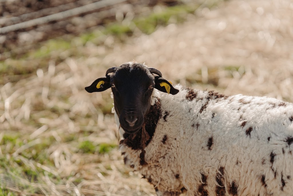 Ferme BMJD | 235 Chem. Maricourt, Racine, QC J0E 1Y0, Canada | Phone: (514) 618-1950