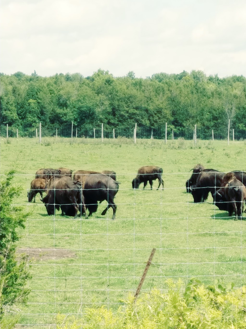 Healey Falls Bison Farms | 7177 County Rd 50, Campbellford, ON K0L 1L0, Canada | Phone: (705) 243-9431