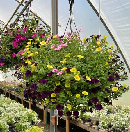 Mar-Wes Greenhouses | 15413B Highway 16 East, Yellowhead County, AB T7E 1V9, Canada | Phone: (780) 723-2403